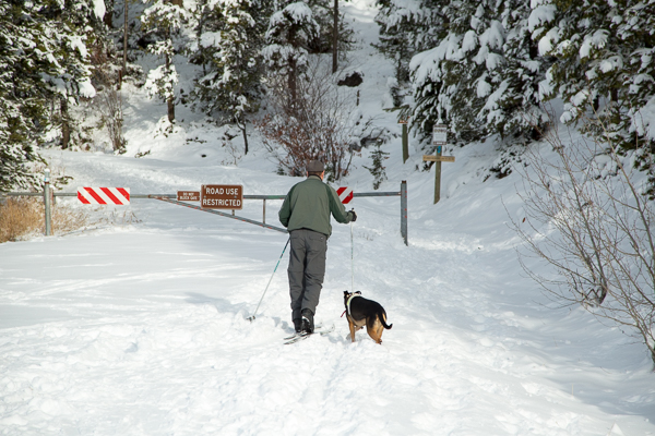 Cross-country skier and dog heading up the trail