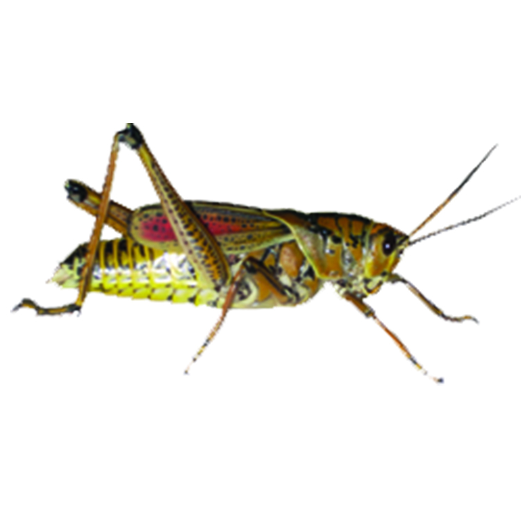 grasshopper bait cast fishing guide