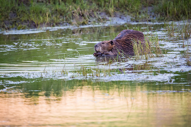 Beaver, Montana, Bannock Grazing Association