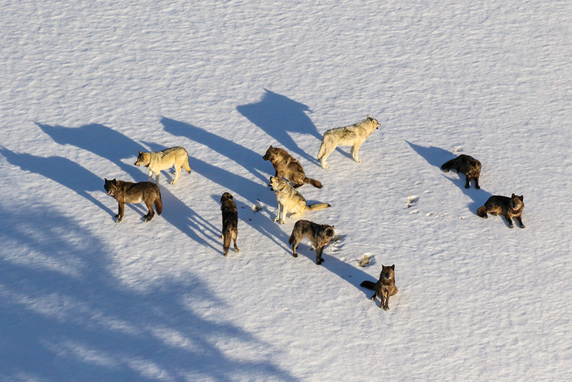 wolves, wolf pack, yellowstone