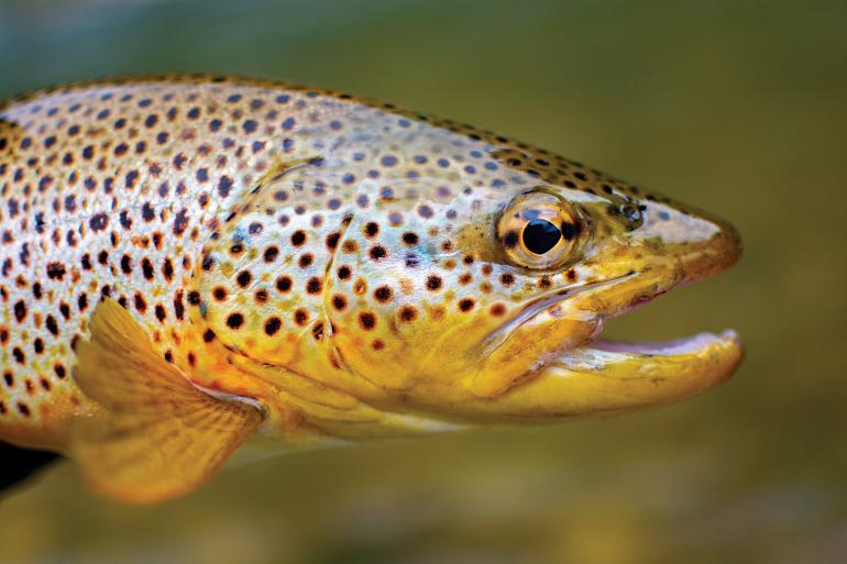 brown trout, fish, fishing