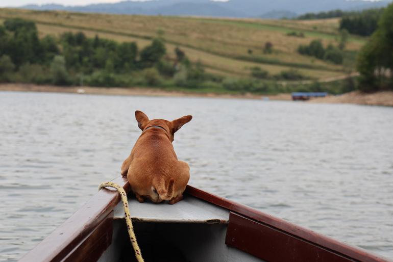 Dog in boat on river