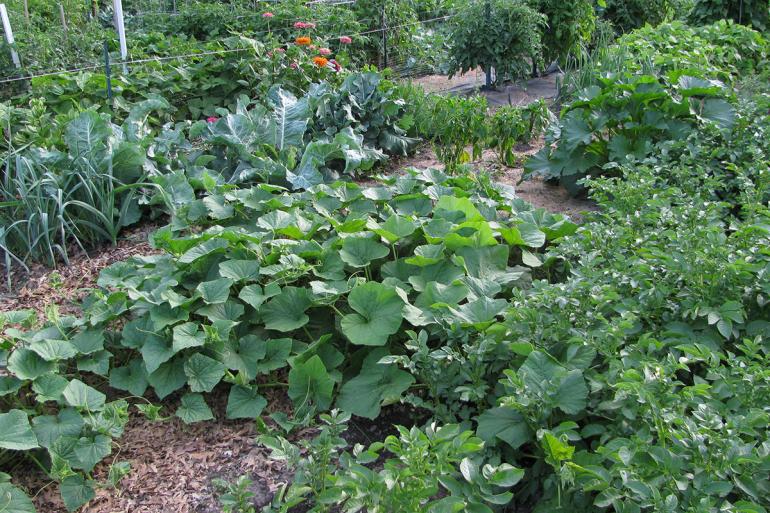 veggetable garden