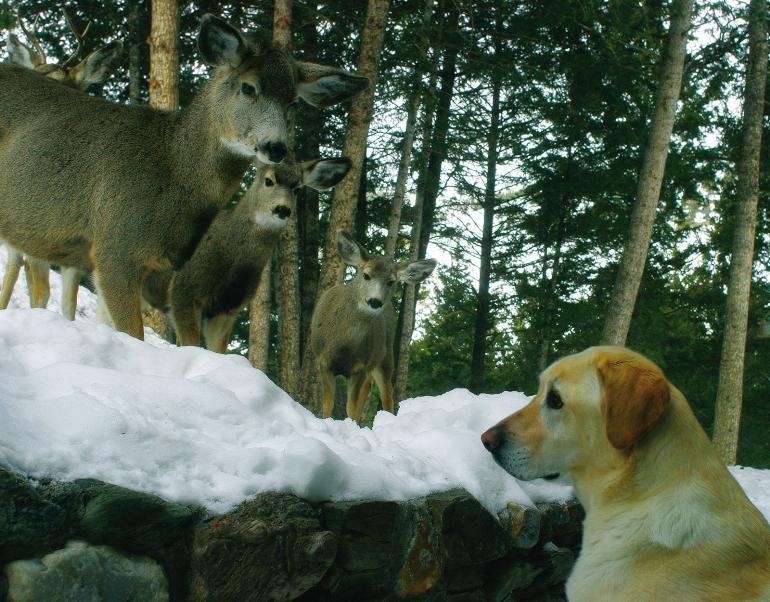Deer and Dog