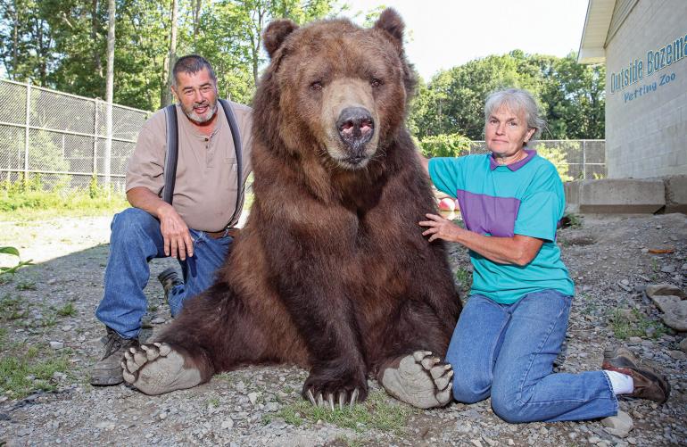 bear petting zoo