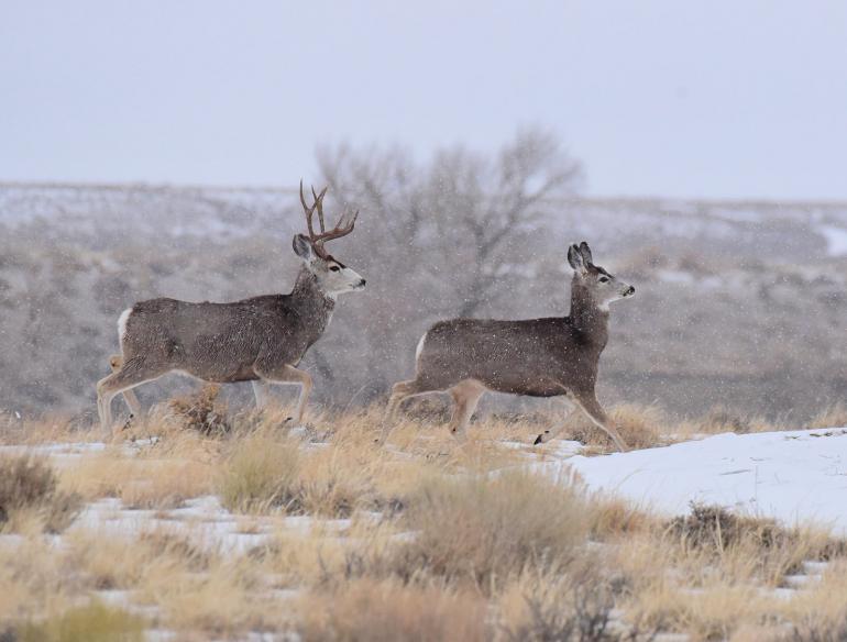 Mule deer buck chasing doe