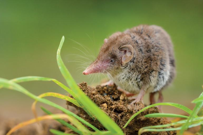pygmy shrew