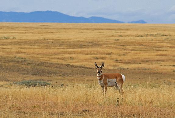 Pronghorn, American Prairie Reserve, Lewistown, Montana