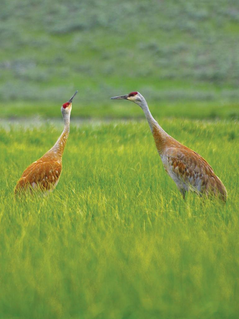 Sandhill Cranes, mating, birds, bozeman montana