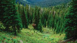 Hyalite Canyon, Custer-Gallatin Forest Plan Revision