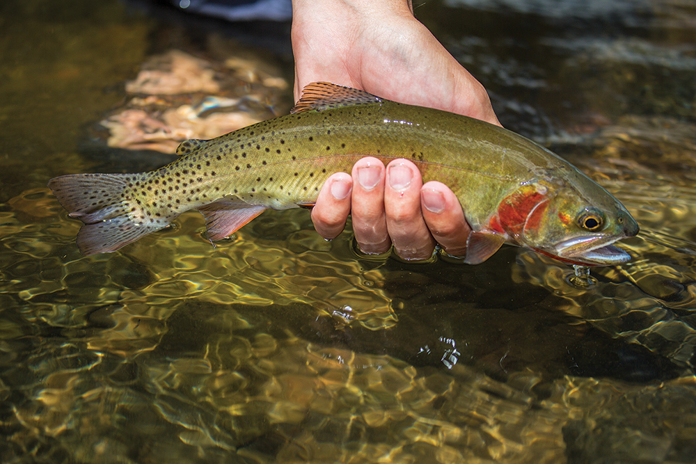 Trout Hike - Savage (MD - Bloomington) - CatchGuide Outdoors