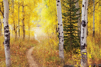 fall color, seasons, aspen, golden