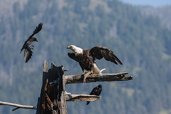 Quake Lake, Kayaking, Birding