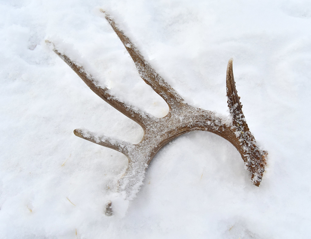 shed hunting, hit list, outside bozeman