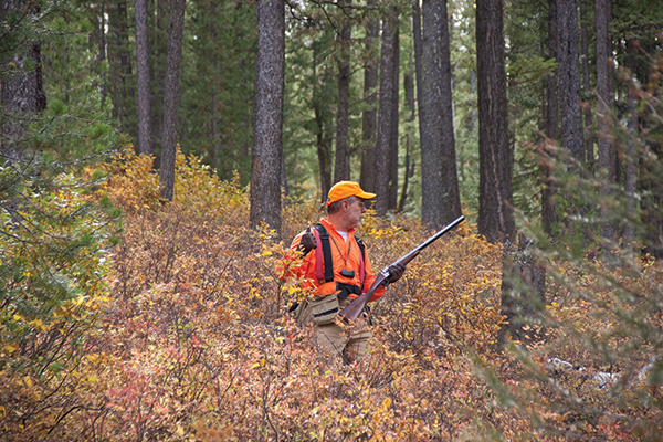 grouse hunting, mountain grouse, montana