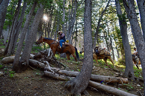 The Lionhead, West Yellowstone, CDT, Mountain Biking