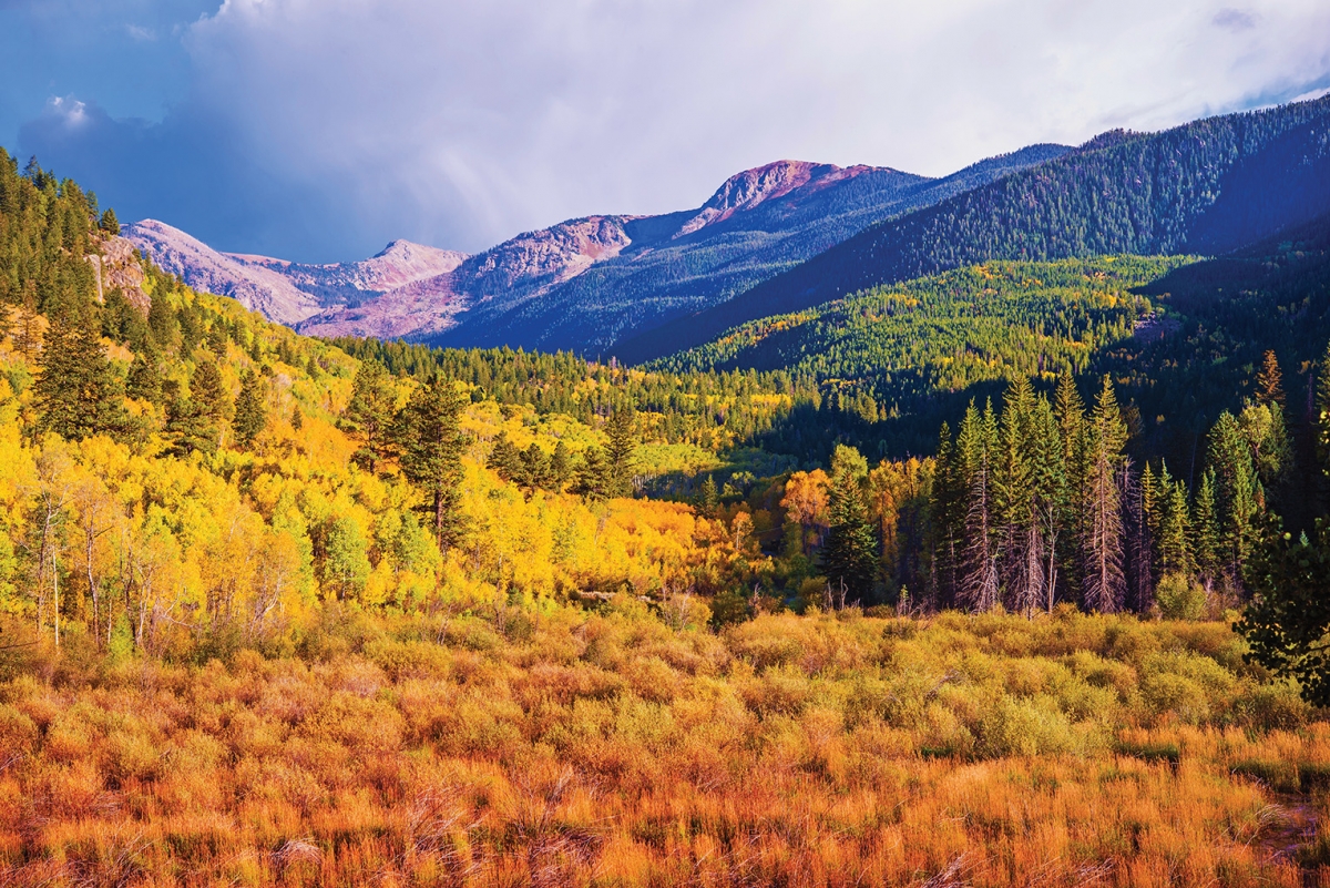 fall color, autumn, leaf spotting