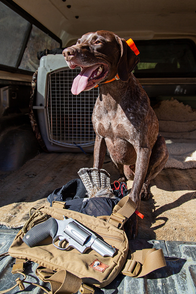 bird dog, hunting, runting, grouse