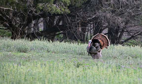 turkey hunting, hunting