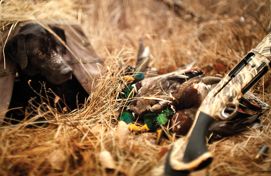 Ducks, dogs, hunting, guns