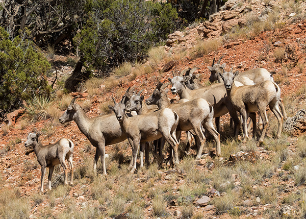 Bighorn Canyon NRA, Bighorn River, Montana