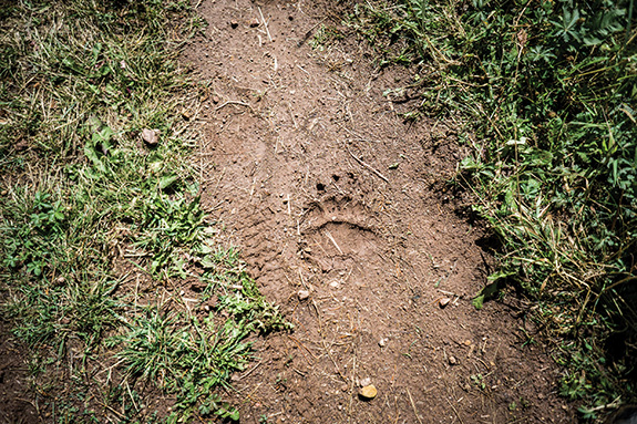 bear footprint