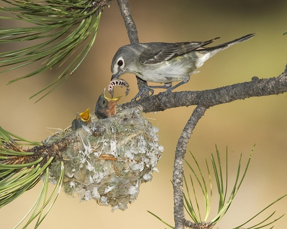 sparrow, birds, birding, 