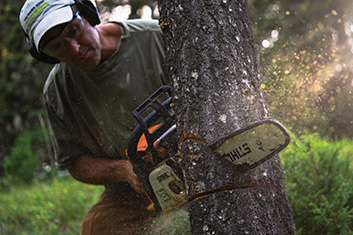 cutting a tree, chainsaw, firewood