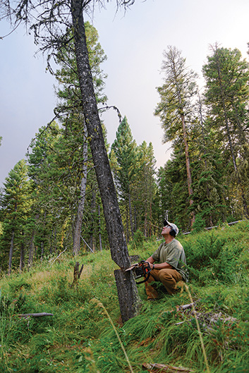 cutting a tree, chainsaw, firewood