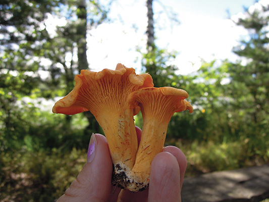 mushrooms, foraging, fungus