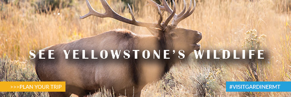 Gardiner, Mammoth, Elk, Rut, Yellowstone