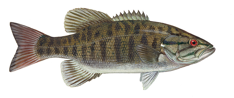 smallmouth bass fish