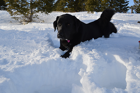 Backcountry skiing, dogs, Bozeman