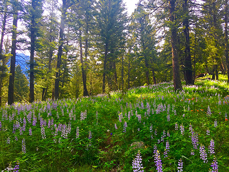 Bangtail Divide, GVLT Trails Challenge, Bozeman Trails 