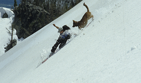 dog, backcountry, Bozeman