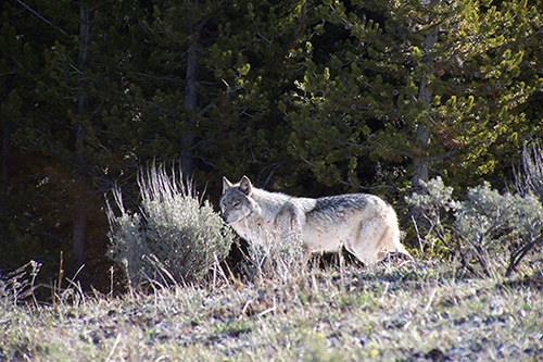 Montana Wildlife Federation, Montana Legislature