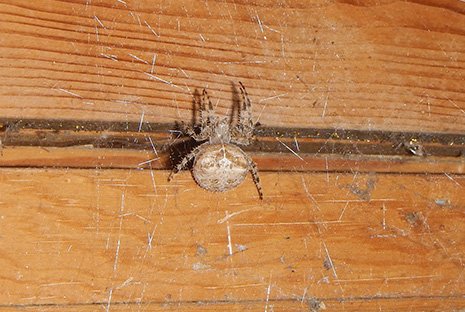 cat-faced spider, Bozeman, overwinter