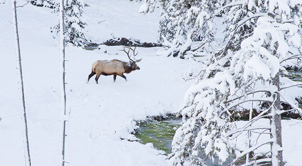 Elk, Hunting, Gallatin Canyon, Bozeman, Montana