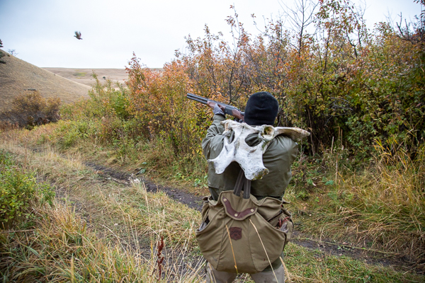 Canyon Ferry Wildlife Management Area, Bird Hunting