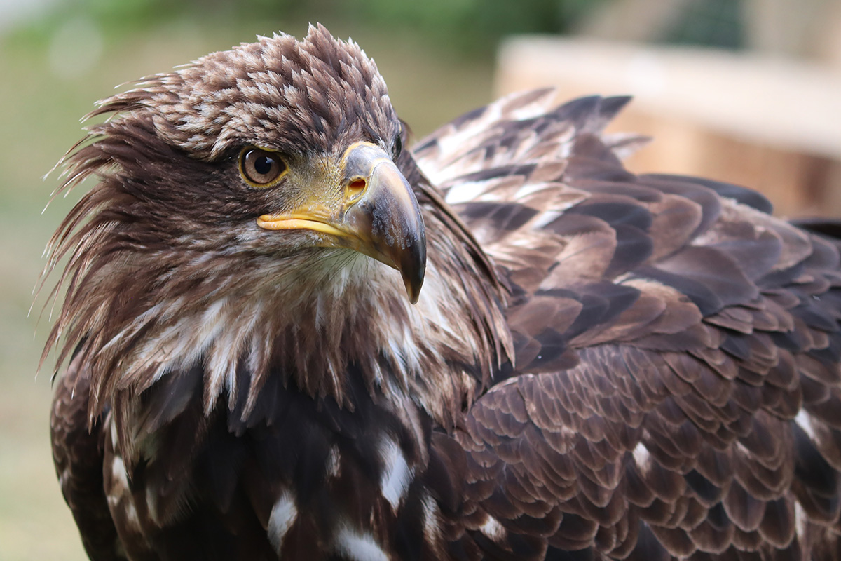 raptor fest, golden eagle