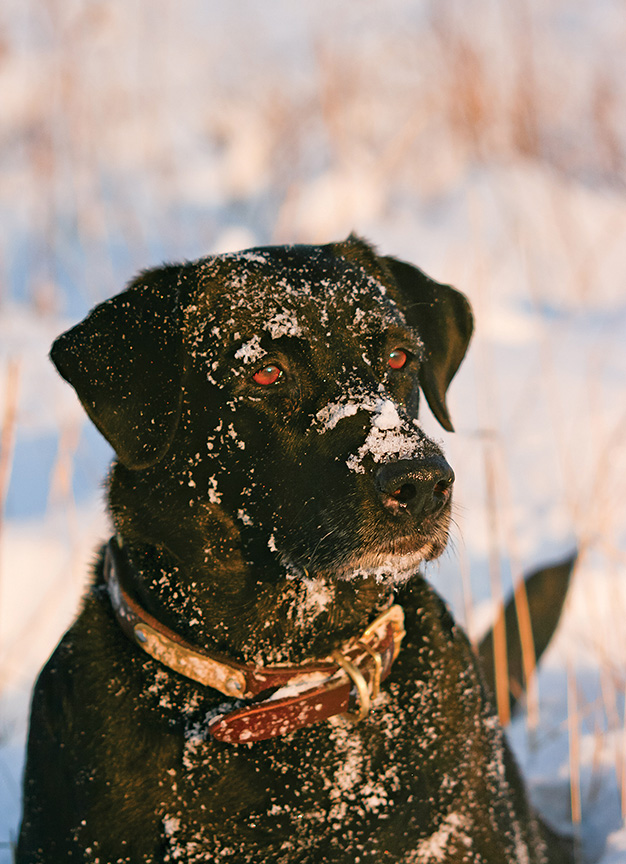 lab, hunting, dog