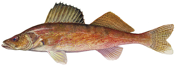 Walleye fish