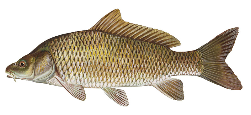 common carp fish