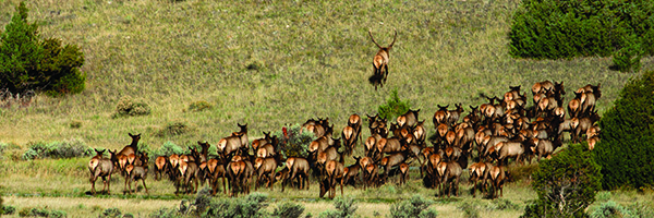 Photo by Craig Hergert / MT Panoramic