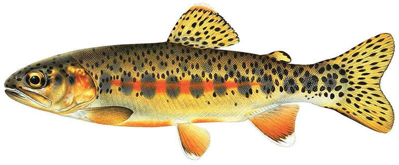golden trout fish