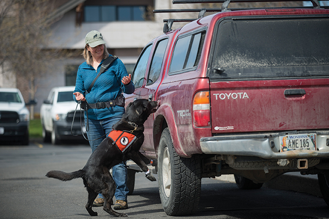 Working Dogs