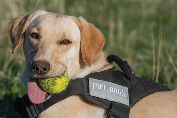 Working Dogs