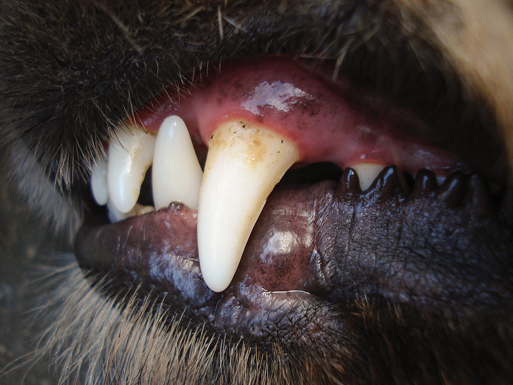 dog tooth, canine, dental care 