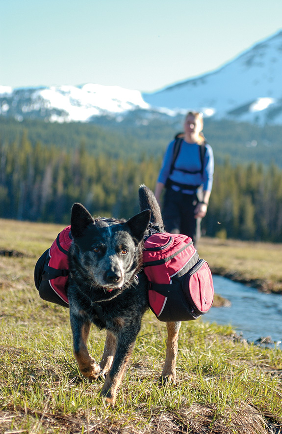 dogs, hiking, camping