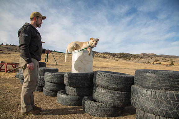 dogs, dog training, svallin